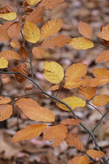 Autumn trees in yellow forest. Park with fallen leaves on the foreground