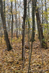 Autumn trees in yellow forest. Park with fallen leaves on the foreground