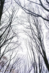 Autumn trees in yellow forest. Park with fallen leaves on the foreground