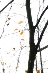 Autumn trees in yellow forest. Park with fallen leaves on the foreground
