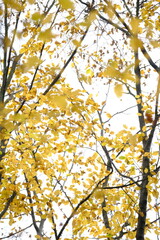 Autumn trees in yellow forest. Park with fallen leaves on the foreground