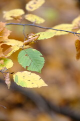 Autumn trees in yellow forest. Park with fallen leaves on the foreground