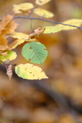 Autumn trees in yellow forest. Park with fallen leaves on the foreground