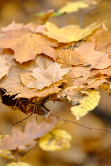 Autumn trees in yellow forest. Park with fallen leaves on the foreground