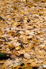 Autumn trees in yellow forest. Park with fallen leaves on the foreground