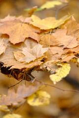Autumn trees in yellow forest. Park with fallen leaves on the foreground