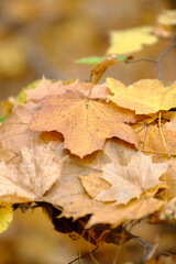 Autumn trees in yellow forest. Park with fallen leaves on the foreground