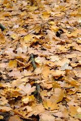 Autumn trees in yellow forest. Park with fallen leaves on the foreground