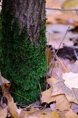 Autumn trees in yellow forest. Park with fallen leaves on the foreground