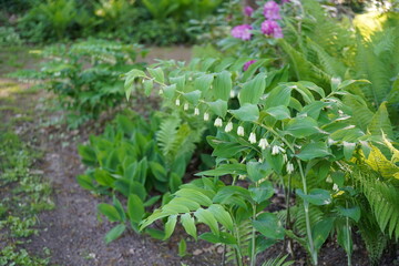 natural image of Eurasian Solomon's Seal Plant