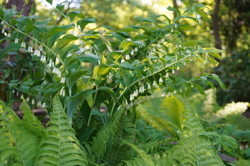 natural image of Eurasian Solomon's Seal Plant (Polygonatum multiflorum)