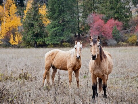  Two light brown horses standing together. - Powered by Adobe