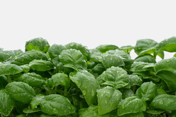 White background with green basil