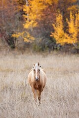   Horse walks today camera in autumn.