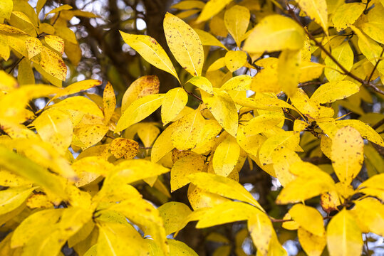 yellow leaves in autumn