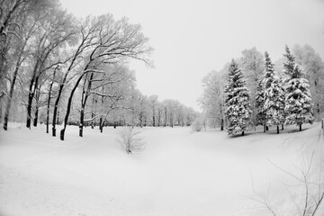 Winter background, landscape. Winter trees in wonderland. Winter scene. Christmas, New Year background