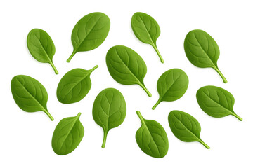 Fresh raw spinach leaves falling, a healthy green vegetable for a vitamin rich salad, transparent background