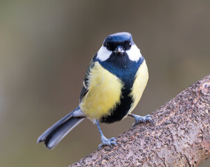 Naklejka premium Great Tit on branch