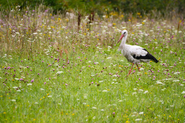 A large black and white stork is walking on the grass.