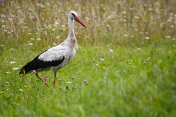 A large black and white stork.