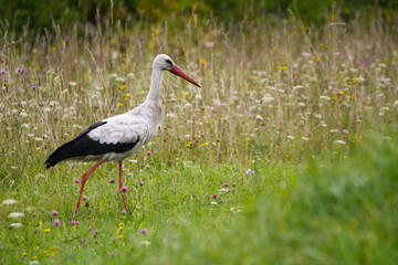 A large black and white stork.