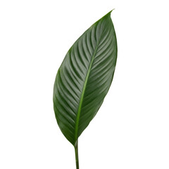 Obraz premium Elegant Green Spathiphyllum Leaf Isolated, Revealing Intricate Veins and Smooth Texture