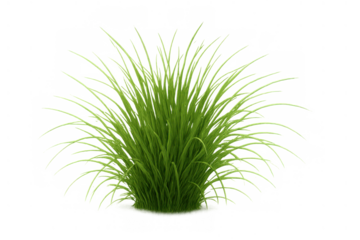 Green grass tuft growing, fresh botanical nature elements, vibrant plant isolated on transparent background
