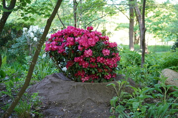 natural image of Rhododendron ferrugineum