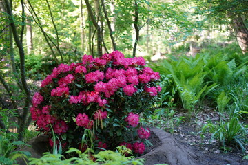 natural image of Rhododendron ferrugineum