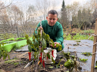 Man tending to chili pepper plants in autumn garden