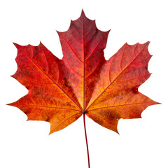 Single, vibrant red maple leaf with detailed veins, autumn foliage, transparent background.
