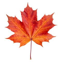 Single, vibrant red maple leaf with detailed veins, autumn foliage, transparent background.
