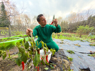 Person examining chili peppers in a garden