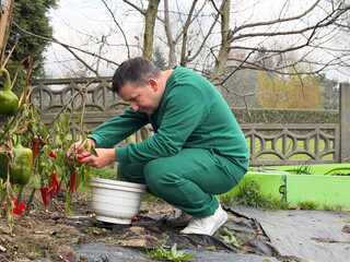 Man harvesting peppers in a garden