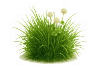 Green grass clump with white clover flowers and leaves growing, fresh spring vegetation isolated on transparent background