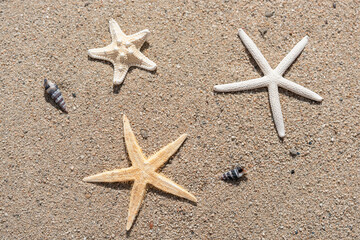 Overhead view of a variety of starfish on beach
