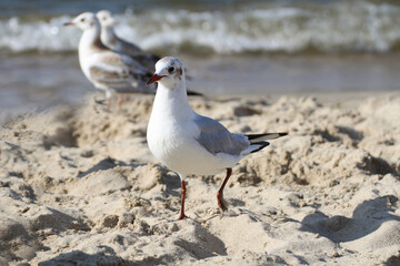 A large white seagull on the seashore