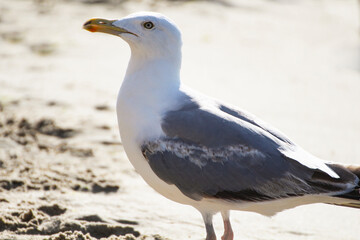 A large white seagull on the seashore