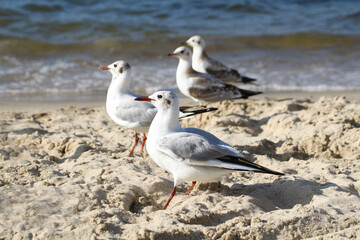 Great white seagulls by the sea