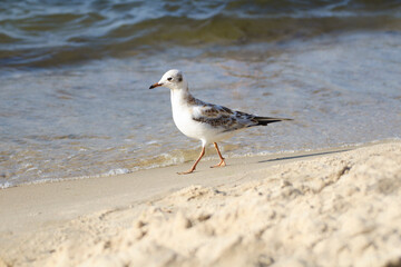 A lonely seagull walks along the seashore