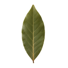 Obraz premium Isolated bay leaf presenting intricate details against a stark black backdrop