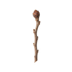 Fototapeta premium Isolated twig with a bud, demonstrating dormant plant life and growth potential