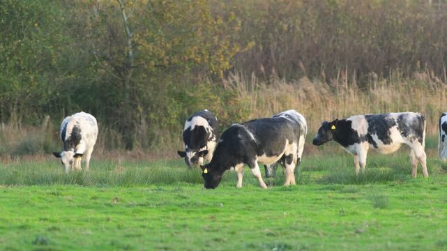 Bulls and cows on Marshes at winter time, Devon, England, UK
