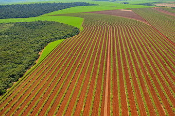 Canavial area de experimentos © Jr Studio Foto