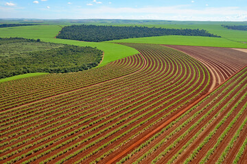 Canavial area de experimentos © Jr Studio Foto