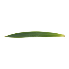 Single Isolated Green Leaf on Black Background Offering Natural Simplicity