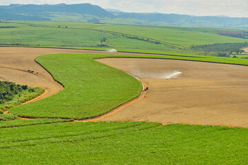 Colheita em canavial