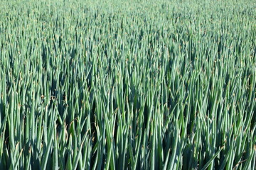 長ネギ畑 山形県庄内