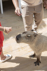 Cute Capybara being fed in a wildlife reserve