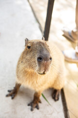 Big cute capybara exotic pet with funny face portrait